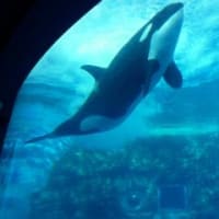 2010 11 3 4 ついにナミと初対面 名古屋港水族館 無謀海酔人muboudiverの日記 ダイビングと水族館