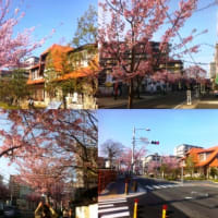 名古屋市内の早咲き（大寒）桜並木