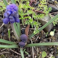 春ですね。