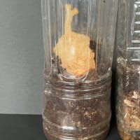 カブトムシの羽化