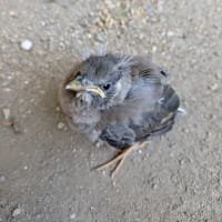 お客様