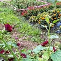「地域ぐるみでむらじゅう花ざかり事業」の下生坂区南部３常会の花畑の風景