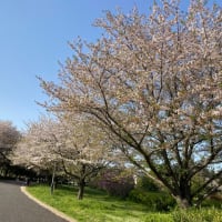 都立武蔵野の森公園の桜　2024/04/14
