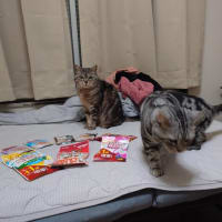 あめちゃん、賑やかな御誕生日会！