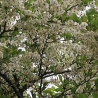 エゴノキの花