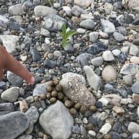足跡化石と貝化石を探して〜2020.07.05 滋賀県愛知川〜