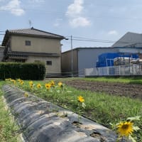 北竜町のひまわり咲きました　　　2025.07.07
