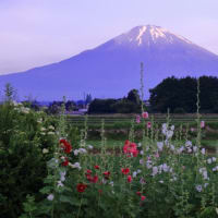 富士山　ﾀﾁｱｵｲさんの朝焼け彩... 予定×予測外の朝焼け彩がゆっくりと...  ( ^)o(^ )