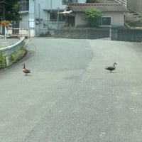 カルガモの横断風景