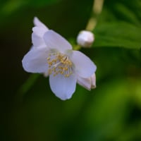 梅花空木