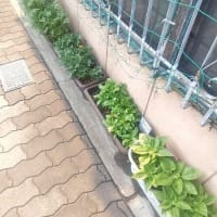 夏花日記　6