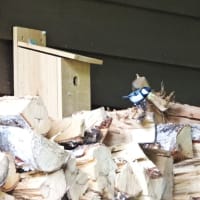 シジュウカラ　子育てしています