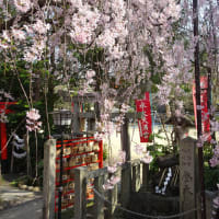 2022年・水火天満宮の垂れ桜と登天石　＠　京都妖怪探訪（７７８）