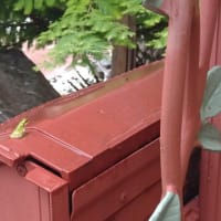 今日は雨かね〜ツバメの空