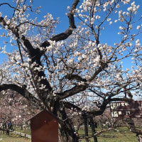 茨城県水戸市の偕楽園２０２４年の春・・梅花５分咲き
