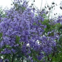 ジャカランダの花
