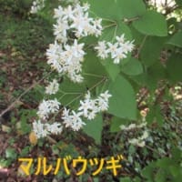 京都府立植物園　2025-5-3（土）