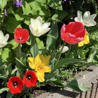 チューリップと紫花菜・母とお花見に