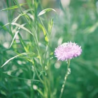フィルム写真（植物）