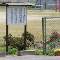 三重県伊賀市、馬場「阿山小学校（河合小学校）のセンダン」（市指定）です！！