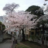 桜観察　4月4日