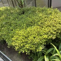 庭の植木の剪定が続きます。