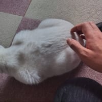 白猫　チェッカー and ハンター 