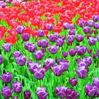 植物園のチューリップ