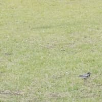 貨物船の代わりに鳥たちと会いました