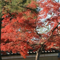 06/30奈良京都への旅-18（京都：建仁寺の紅葉、）