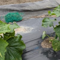 ネギの植え替え　