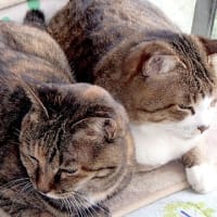 訳のわからない風邪と闘う。