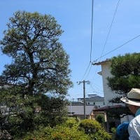 松の剪定を植木屋さんに頼む