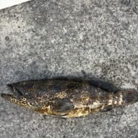 昨夜の夜釣り釣果　6月30日(月)