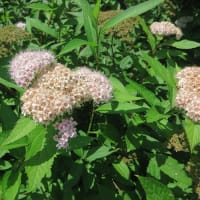 今日も向島百花園です