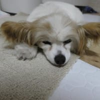 らぁちゃんの左目