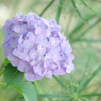 紫陽花/3