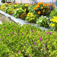 「地域ぐるみでむらじゅう花ざかり事業」の下生坂区南部３常会の花畑の風景