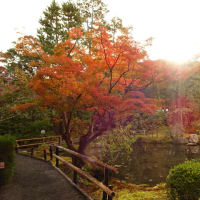 金地院の紅葉と亀さがし　＠　京都妖怪探訪（８６５）
