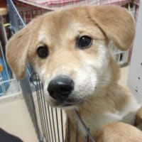 チャオありがとう