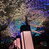 千鳥ヶ淵・桜のライトアップ