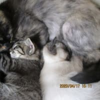 生まれてから4年4カ月目にして起きたBの行動変化