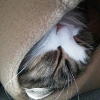 あけましておめでとうございます