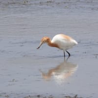 アマサギ