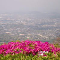 再度　大平山のツツジ　2025. 5.12