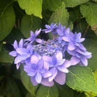 庭の花