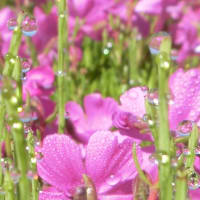 堀之内の芝桜