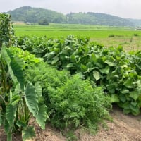 オクラ初収穫～菜園ライフ４２８