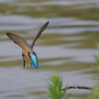 於大公園 ： 野鳥 ・ 翡翠 ・ カワセミ・・・フリー素材ブログ　カワセミ