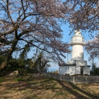 桜の灯台　満開